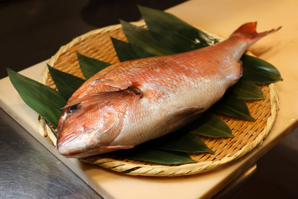 Whole Madai (sea bream) - before preparation for omakase